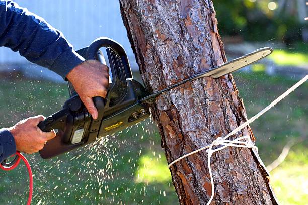 Best Storm Damage Tree Cleanup  in Avonmore, PA