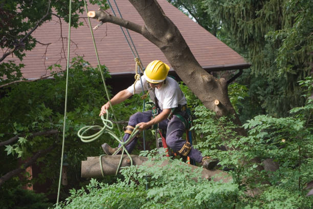 Best Tree Health Inspection  in Avonmore, PA